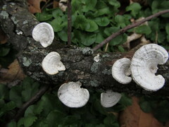 Trametes conchifer