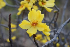 Cochlospermum gillivraei