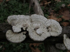 Trametes conchifer