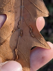 Macrodiplosis qoruca