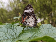 Cethosia cyane