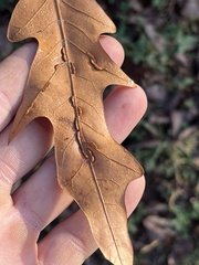 Macrodiplosis qoruca