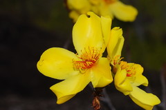 Cochlospermum gillivraei