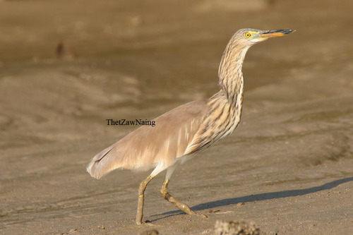 Indian Pond-Heron