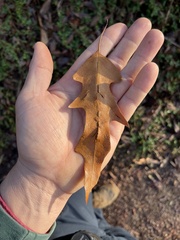 Macrodiplosis qoruca