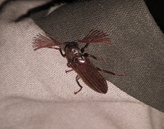 Callirhipis dilaticollis