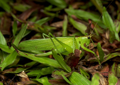 Hexacentrus unicolor