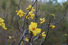 Cochlospermum gillivraei