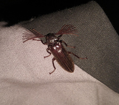 Callirhipis dilaticollis