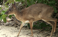Nesotragus moschatus