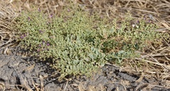 Fagonia latifolia