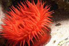 Actinia mediterranea