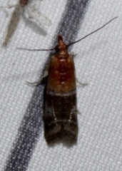 Moodna pallidostrinella