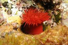 Actinia mediterranea