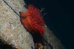 Actinia mediterranea