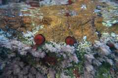 Actinia mediterranea