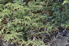Fagonia latifolia