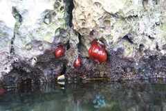 Actinia mediterranea