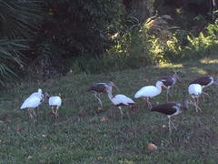 Eudocimus albus