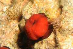 Actinia mediterranea