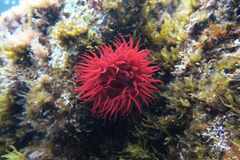 Actinia mediterranea