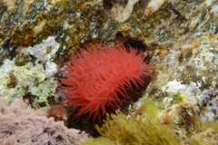 Actinia mediterranea