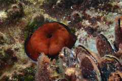 Actinia mediterranea