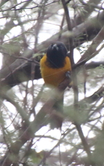 Icterus graduacauda