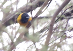 Icterus graduacauda