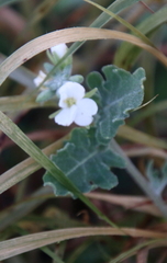 Parthenium confertum