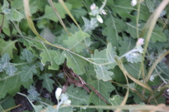 Parthenium confertum