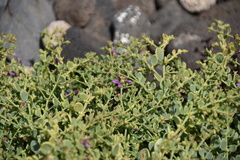 Fagonia latifolia