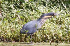 Ixobrychus flavicollis