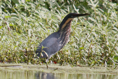 Ixobrychus flavicollis