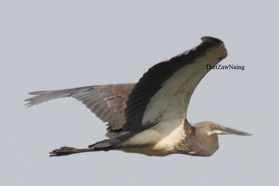 White-Bellied Heron