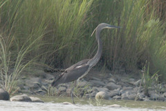 Ardea insignis
