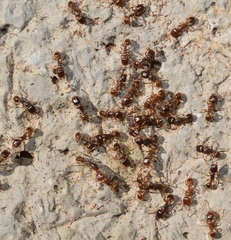 Tetramorium semilaeve