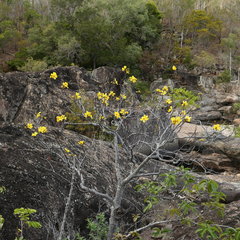 Cochlospermum gillivraei