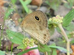 Ypthima baldus