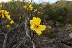 Cochlospermum gillivraei