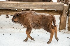 Bison bonasus