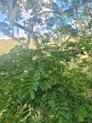 Adenanthera pavonina