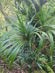 Freycinetia arborea