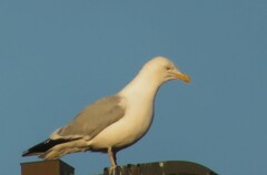 Larus argentatus