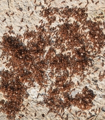 Tetramorium semilaeve