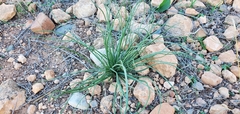 Asphodelus fistulosus