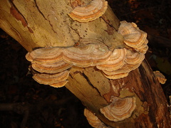 Trametes betulina