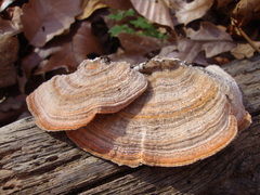 Trametes betulina