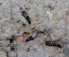 Lepisma baeticum