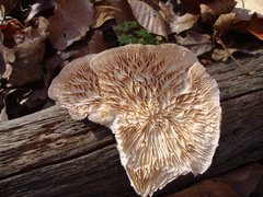 Trametes betulina